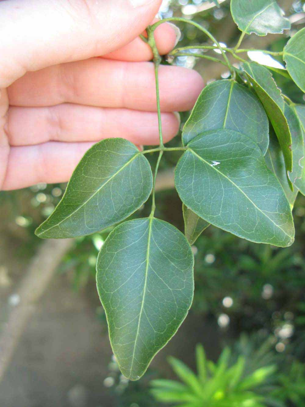              Trifoliolate leaf of  Amyris elemifera            (Winter Haven, FL)       